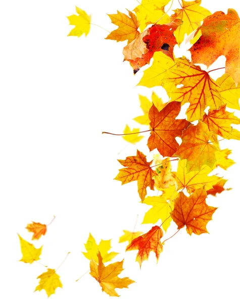 Herbst fallende Ahornblätter — Stockfoto