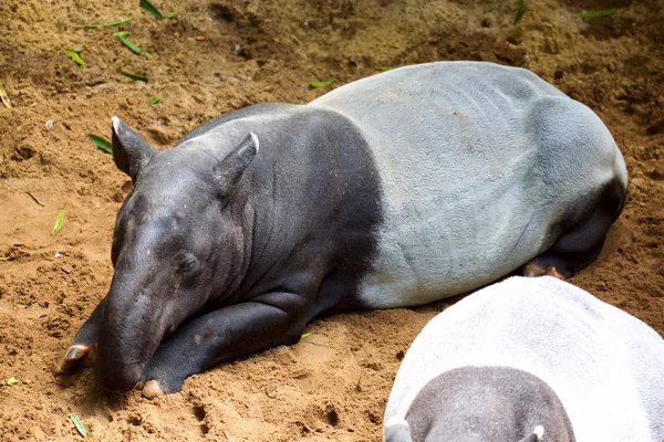 Malayan tapir  (Tapirus indicus) — Stock Photo, Image