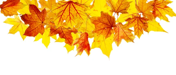 Colorful autumn maple leaves — Stock Photo, Image