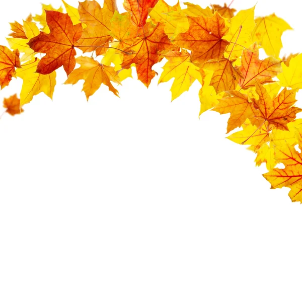 Vallende herfstbladeren esdoorn — Stockfoto