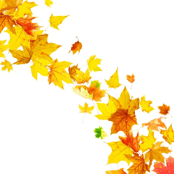 Feuilles d'automne multicolores tombantes — Photo