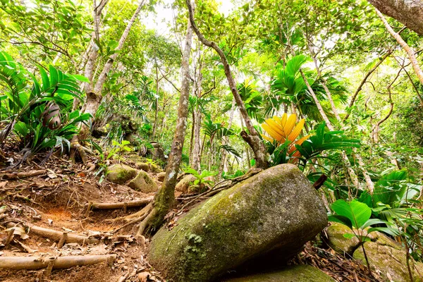 Tropical Rain Forest Jungle Seychelles — Stock Photo, Image