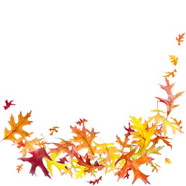 Sonbahar Yaprakları