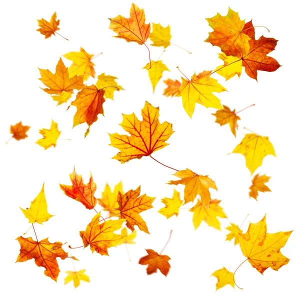 Flying Autumn Leaves — Stock Photo, Image