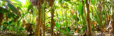 Palm jungle panorama clipart