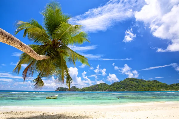 Spiaggia tropicale di palme — Foto Stock