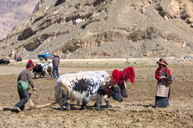 Tibetli Çiftçiler