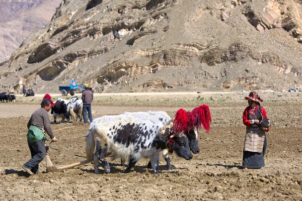 Tibetan farmers — Stock Photo, Image