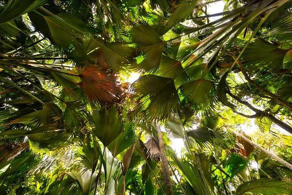 Coco de Mer palms — Stock Photo, Image