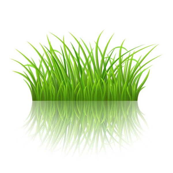 Green grass — Stock Vector