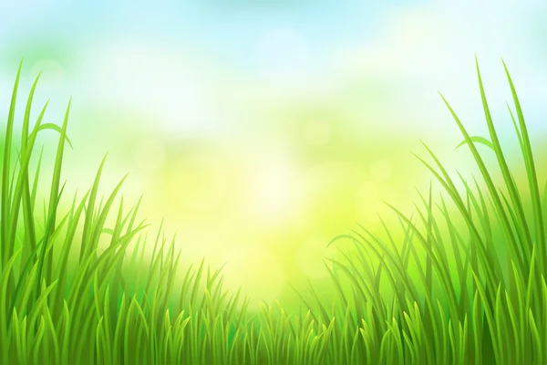 Zelené pozadí trávy — Stockový vektor