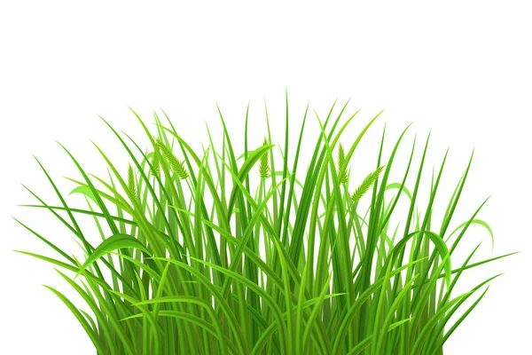 Zelená tráva — Stockový vektor