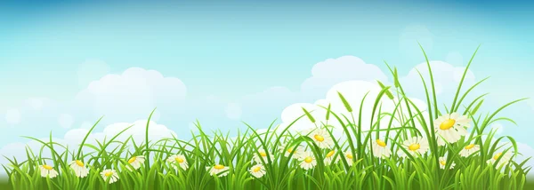 Spring meadow with daisies — Stock Vector