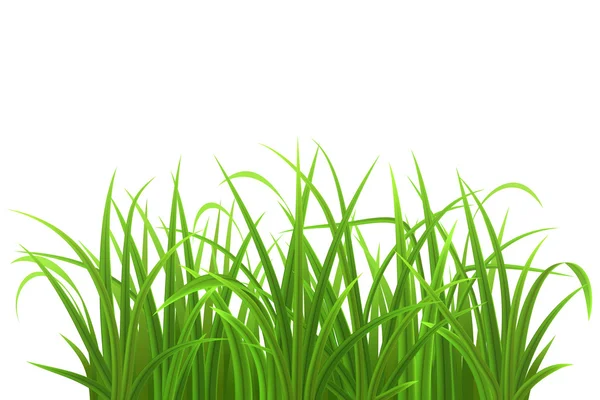 Green grass — Stock Vector