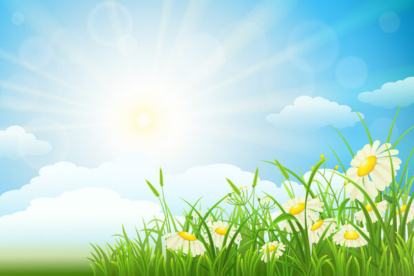 Summer meadow landscape