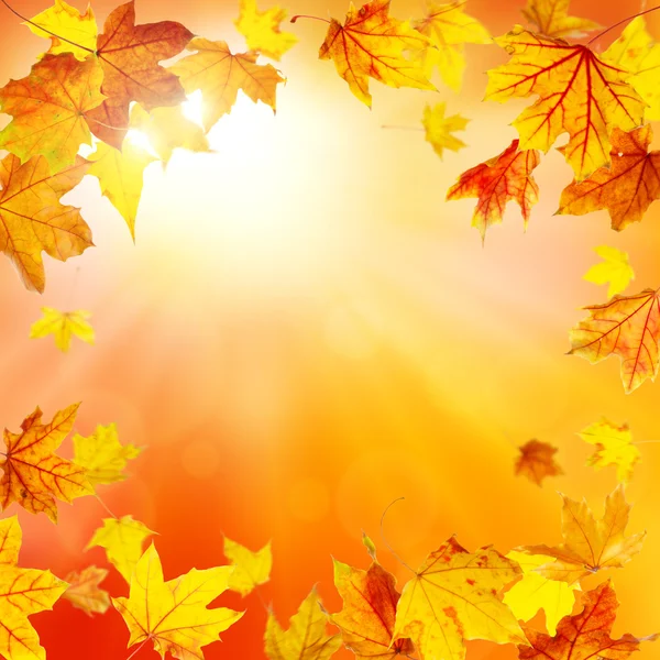 Outono natureza fundo — Fotografia de Stock