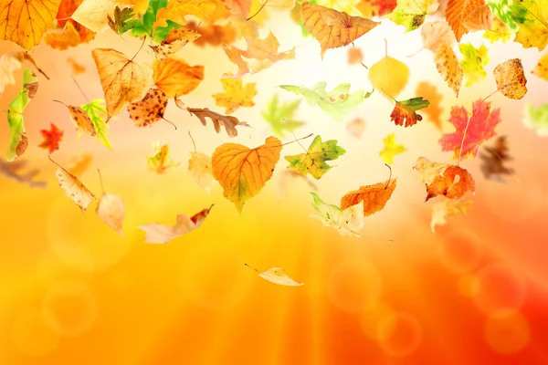 Autumn Leaves — Stock Photo, Image