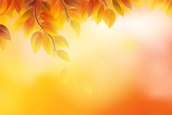 Осенний фон — стоковый вектор