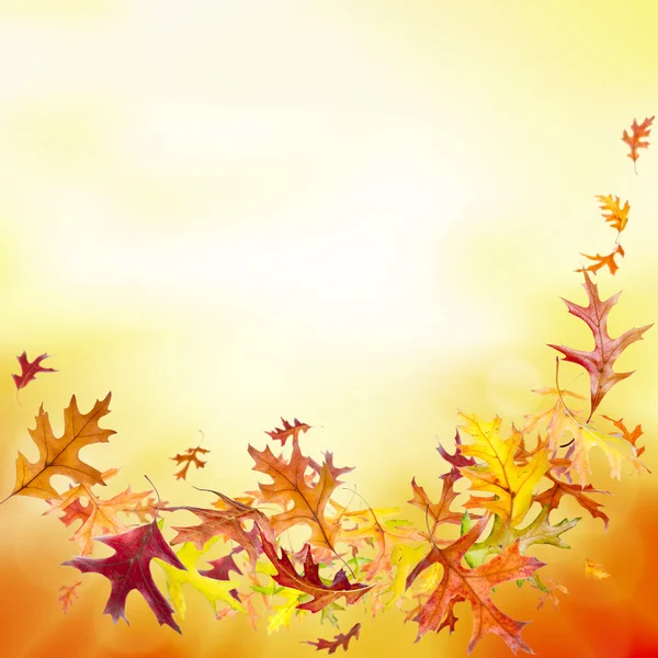 Autumn Leaves Background — Stock Photo, Image