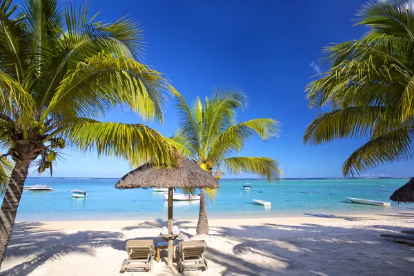 Mauritius palm beach — Stock Photo, Image