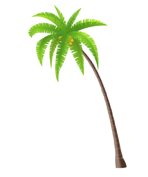 Palmera de coco — Vector de stock