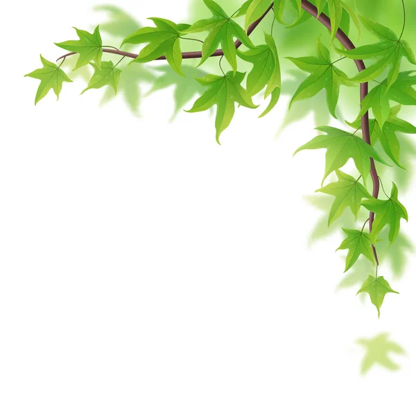 Frondas con hojas de arce verde — Vector de stock