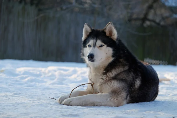 Husky cão na neve — Fotografia de Stock