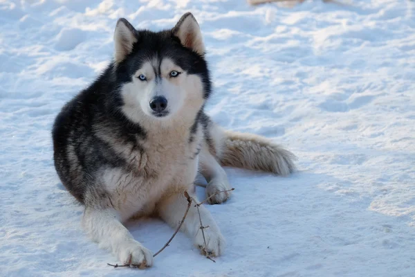 Собака хаски на снегу — стоковое фото