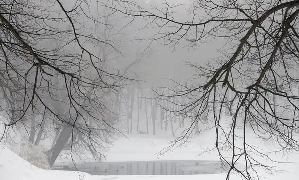 Pond in the winter forest — Stock Photo, Image