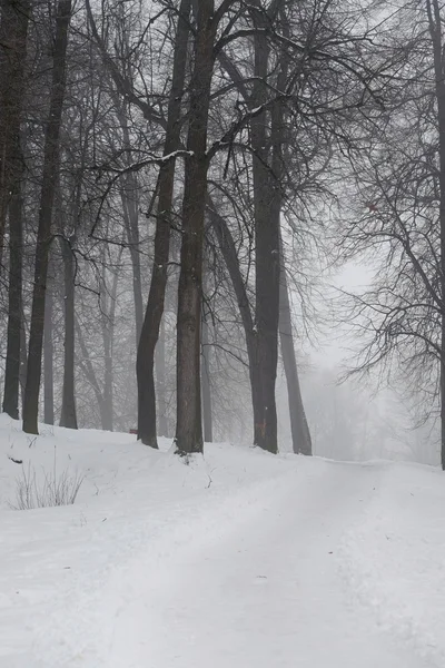 Bosque de invierno y niebla — Foto de Stock