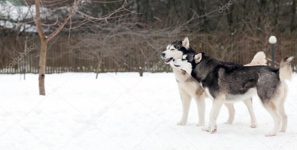 Husky dog on the snow  