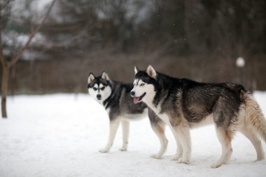 kar üzerinde Husky köpek   