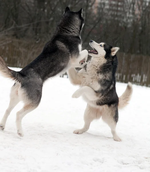 Husky cão na neve — Fotografia de Stock