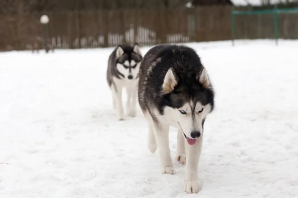 Chien Husky sur la neige — Photo