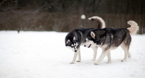 Husky Hund im Schnee — Stockfoto