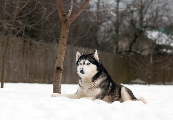 Μεγαλόσωμος σκύλος στο χιόνι — Φωτογραφία Αρχείου