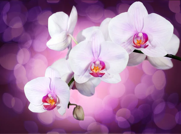 Orchidee auf violett — Stockfoto