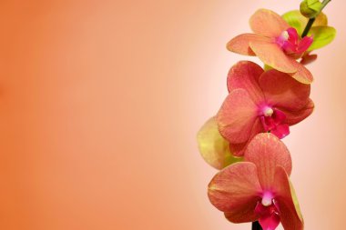 Orkide cins portakal