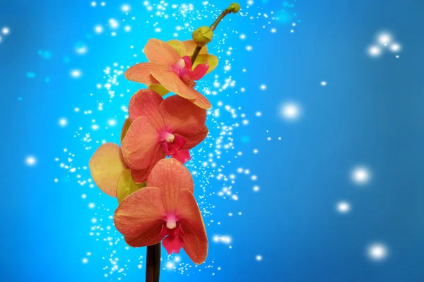 Orchid op blauw — Stockfoto
