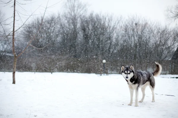 Husky dog on the snow — Stock Photo, Image