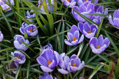 İlkbaharda timsahlar