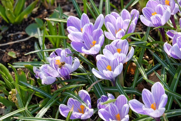 Crocos na primavera — Fotografia de Stock