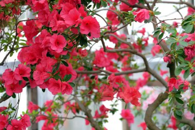 Güzel kırmızı açelya