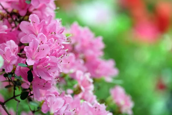 Pink azalea on green — Stock Photo, Image