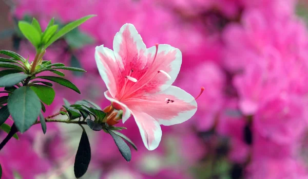 Beautiful blooming azalea — Stock Photo, Image