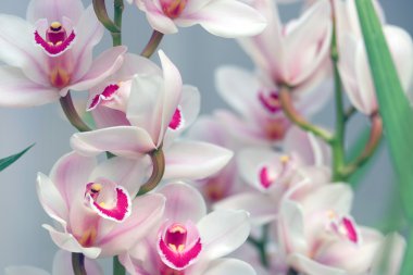 güzel çiçek açan orkide