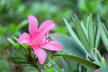 Yeşil pembe açelya