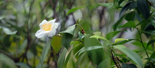 Beautiful flower on a tree — Stock Photo, Image