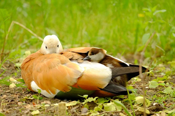 Anatra con pulcino — Foto Stock