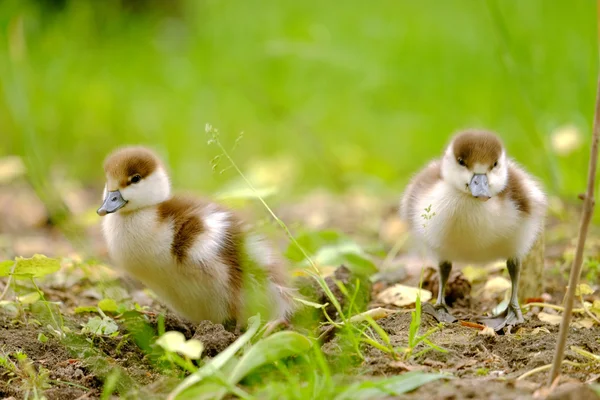 Kaczki na trawie — Zdjęcie stockowe